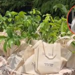 Unik dan Bermakna, Gen Z Ini Pilih Bibit Pohon Jadi Souvenir Saat Hari Pernikahan