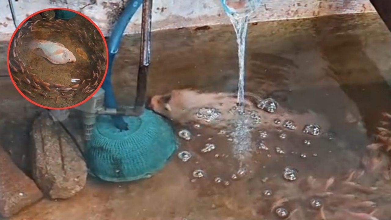 Bak di Film Avatar, Seekor Ikan yang Hampir Mati Ini Hidup Lagi Setelah Diputerin oleh Beberapa Ikan Lain Bak di Film Avatar, Seekor Ikan yang Hampir Mati Ini Hidup Lagi Setelah Diputerin oleh Beberapa Ikan Lain