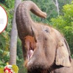 Bali Zoo Resmi Hentikan “Elephant Riding” Per 1 Januari 2026 Sebagai Upaya Mendukung Kesejahteraan Gajah