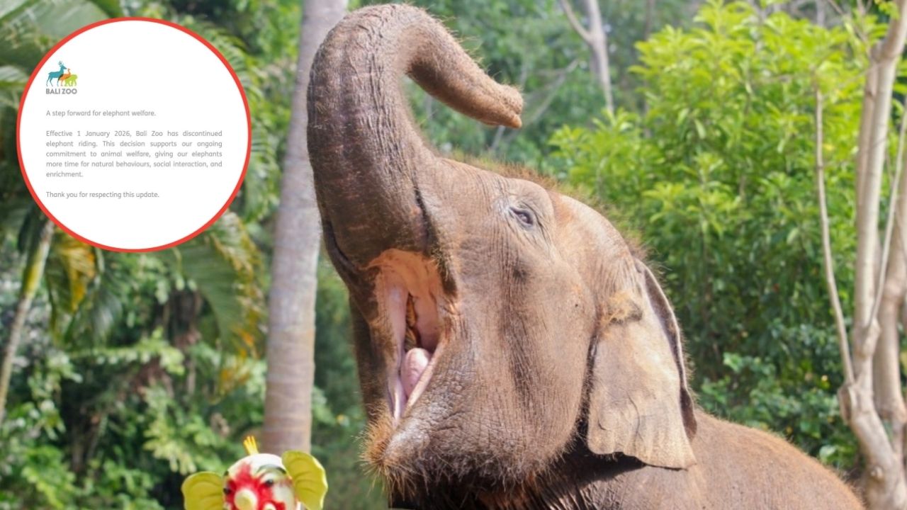 Bali Zoo Resmi Hentikan “Elephant Riding” Per 1 Januari 2026 Sebagai Upaya Mendukung Kesejahteraan Gajah Bali Zoo Resmi Hentikan “Elephant Riding” Per 1 Januari 2026 Sebagai Upaya Mendukung Kesejahteraan Gajah