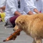 Momen Seekor Anjing Terekam Kamera Curi Ayam Banten di Pura, Reaksi Orang-Orang Sekitar Tuai Pujian Warganet