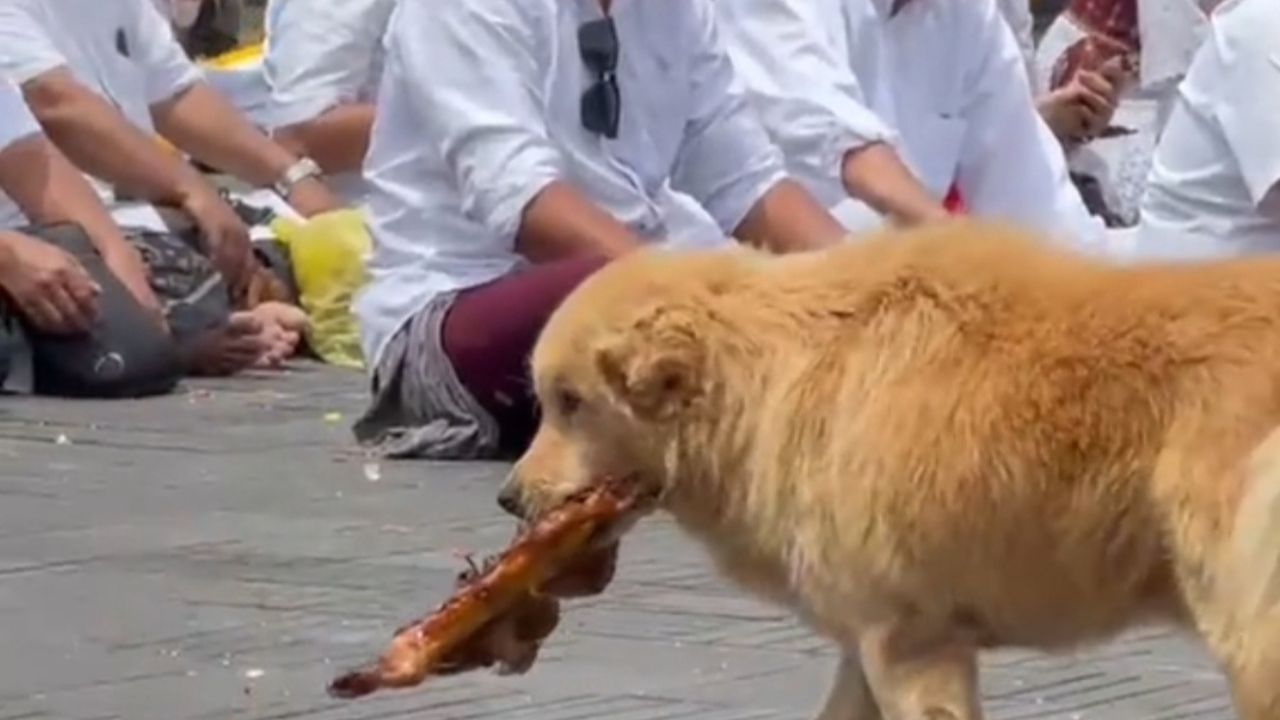 Momen Seekor Anjing Terekam Kamera Curi Ayam Banten di Pura, Reaksi Orang-Orang Sekitar Tuai Pujian Warganet
