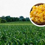 Produksi Jagung di Jawa Barat Terus Meningkat, Berikut Datanya!