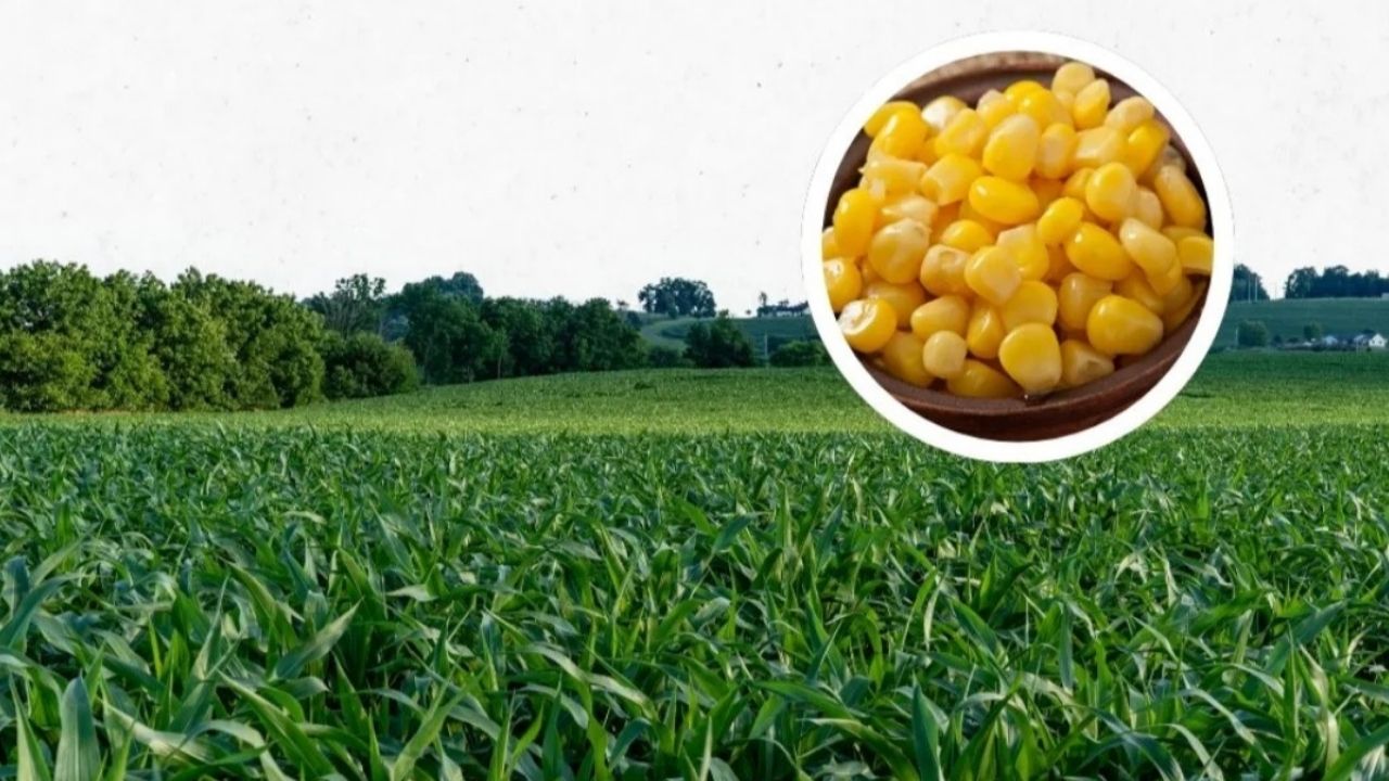 Produksi Jagung di Jawa Barat Terus Meningkat, Berikut Datanya! Produksi Jagung di Jawa Barat Terus Meningkat, Berikut Datanya!