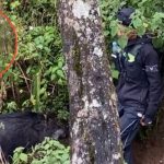 Cewek Ini Ngetawain Pasangannya yang Diam Mematung karena Disamperin Babi Ganas, Endingnya Malah Terbalik