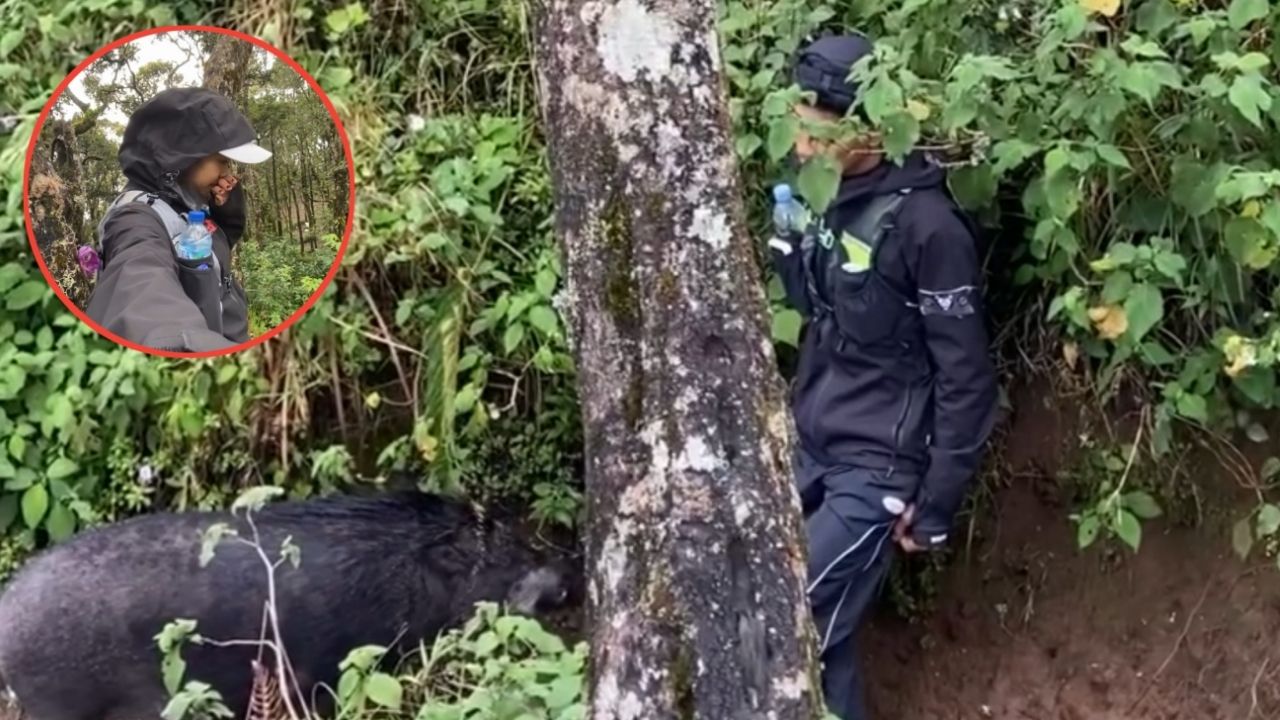 Cewek Ini Ngetawain Pasangannya yang Diam Mematung karena Disamperin Babi Ganas, Endingnya Malah Terbalik Cewek Ini Ngetawain Pasangannya yang Diam Mematung karena Disamperin Babi Ganas, Endingnya Malah Terbalik