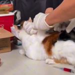 Bandung Jaga Kesehatan Hewan, DKPP Gelar Vaksin Rabies Gratis di Kelurahan Ciumbuleuit
