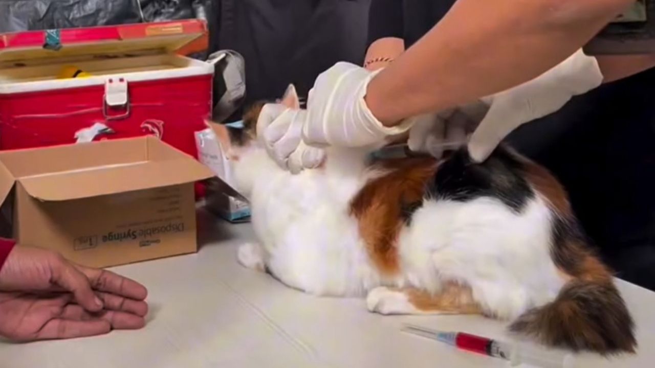 Bandung Jaga Kesehatan Hewan, DKPP Gelar Vaksin Rabies Gratis di Kelurahan Ciumbuleuit Bandung Jaga Kesehatan Hewan, DKPP Gelar Vaksin Rabies Gratis di Kelurahan Ciumbuleuit