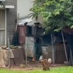 Perumahan Elit Tapi Pelihara Ayam, Cewek Ini Heran Bagaimana Konsepnya dan Bak Kebun Binatang