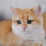 Benarkah Kucing Lebih Dekat ke Wanita? Studi Ungkap Fakta Menarik Soal Perilaku Kucing