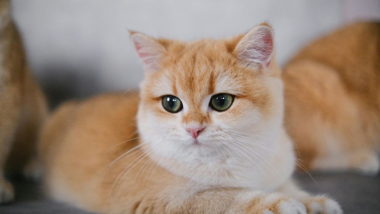 Benarkah Kucing Lebih Dekat ke Wanita? Studi Ungkap Fakta Menarik Soal Perilaku Kucing Benarkah Kucing Lebih Dekat ke Wanita? Studi Ungkap Fakta Menarik Soal Perilaku Kucing