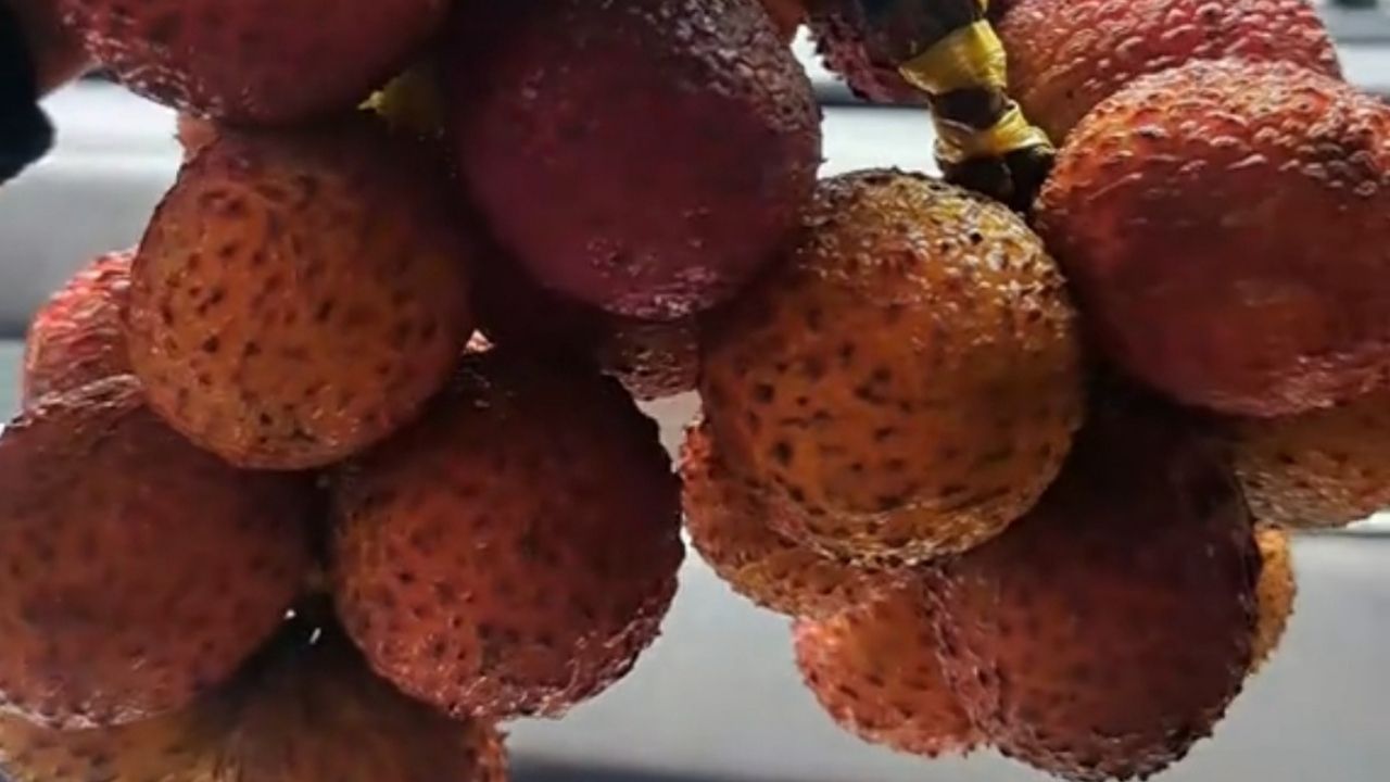 Dikira Beli Leci, Ternyata Ibu Ini Tertipu oleh Pedagang Rambutan Dikira Beli Leci, Ternyata Ibu Ini Tertipu oleh Pedagang Rambutan