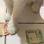 Lucu dan Gemas, Kucing Ini Pintar Saat Diminta Pemilik untuk Pilih Nominal Uang