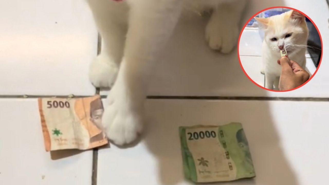 Lucu dan Gemas, Kucing Ini Pintar Saat Diminta Pemilik untuk Pilih Nominal Uang (TikTok/@utihsiputih)