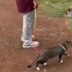 Kucing Cewek Ini Ditendang Hingga Meninggal Dunia Saat Dibawa Jalan-jalan di Lapangan, Pelaku Diduga Pensiunan Hukum