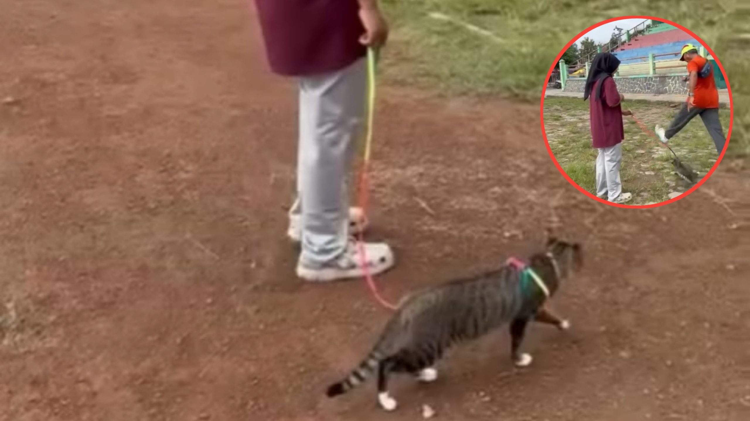 Kucing Cewek Ini Ditendang Hingga Meninggal Dunia Saat Dibawa Jalan-jalan di Lapangan, Pelaku Diduga Pensiunan Hukum (Instagram/@faridaarz)
