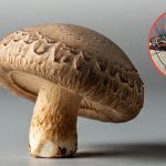 Jamur Shiitake Jadi Chip Computer, Emang Bisa? Simak Penjelasannya Berikut Ini!