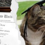 Seekor Kucing Bernama Max Dow Dianugerahi Gelar Doctor oleh Vermont State University