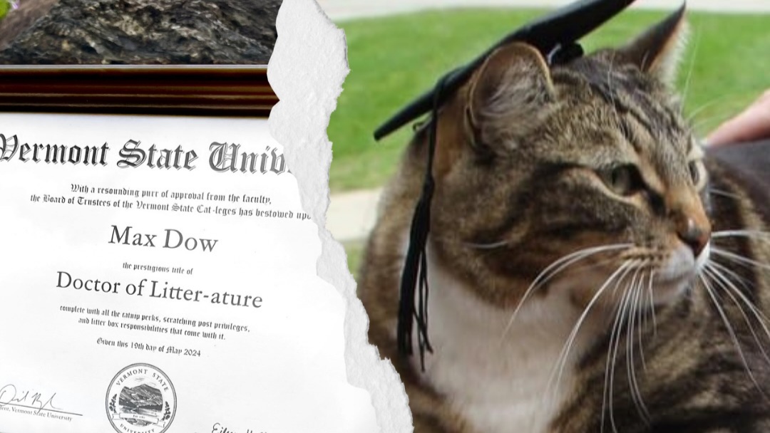 Seekor Kucing Bernama Max Dow Dianugerahi Gelar Doctor oleh Vermont State University Seekor Kucing Bernama Max Dow Dianugerahi Gelar Doctor oleh Vermont State University