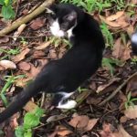 Kucingnya Dianggap Nakal, Cowok Ini Terpaksa Membuangnya Atas Permintaan Ibunya