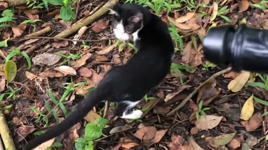 Kucingnya Dianggap Nakal, Cowok Ini Terpaksa Membuangnya Atas Permintaan Ibunya Kucingnya Dianggap Nakal, Cowok Ini Terpaksa Membuangnya Atas Permintaan Ibunya