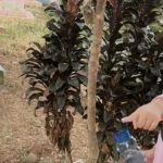 Lagi Ziarah ke Makam Nenek, Anak Kecil Perempuan Kembar Ini Lihat Ada Teteh Padahal Tidak Ada Orang