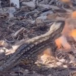 Lagi Bersantai di Tepi Pantai, Pria Ini Tak Sengaja Rekam Kadal Keluarkan Api dari Mulutnya