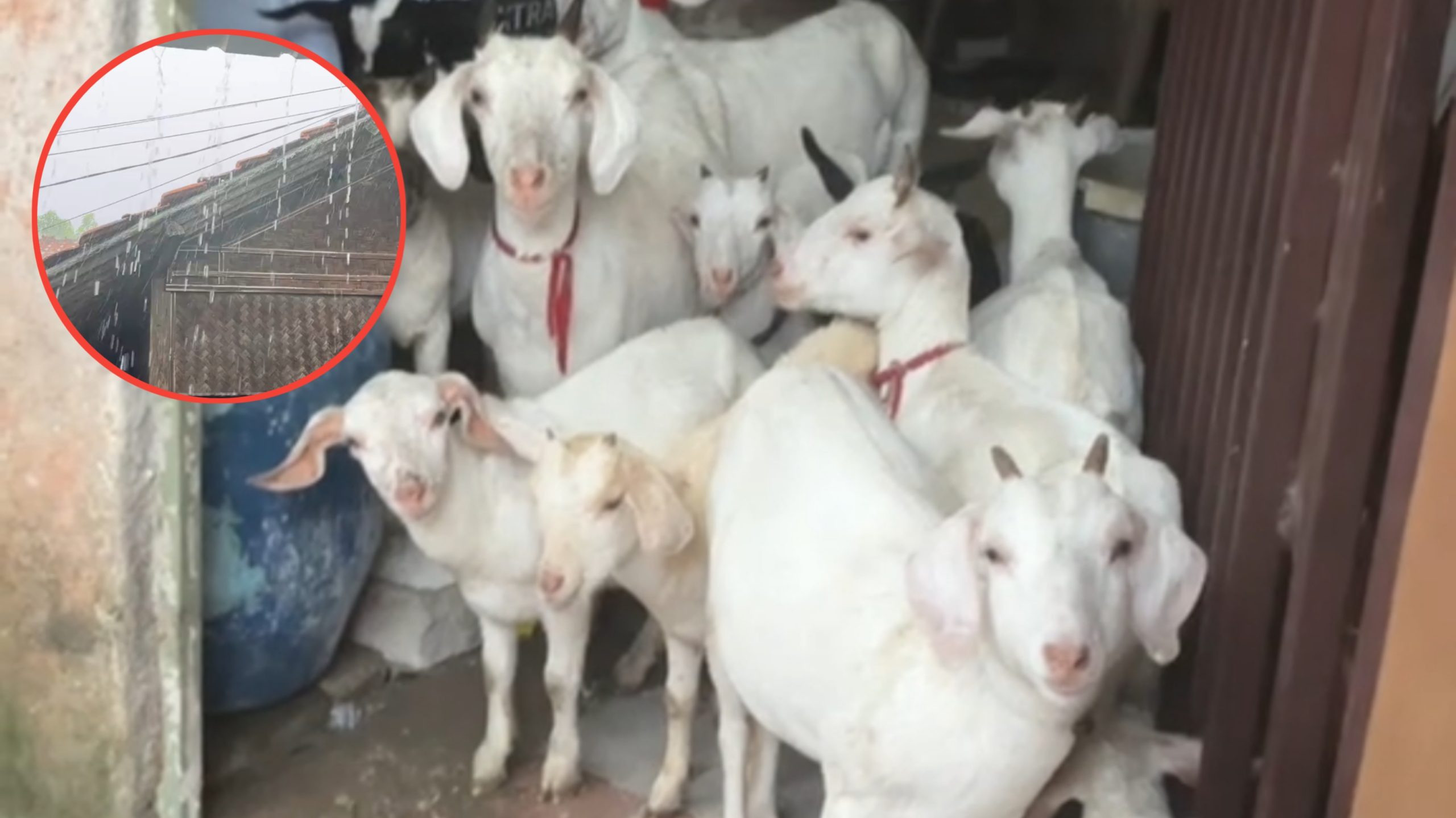 Definisi Hujan Bawa Berkah, Rumah Cewek Ini Tiba-tiba Didatangi Rezeki Tidak Terduga (TikTok/@anak.gadis.papi.mami)