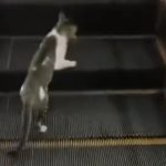 Momen Lucu Kucing Ini Naik Eskalator di Mall, Tetap Berusaha namun Akhirnya Menyerah