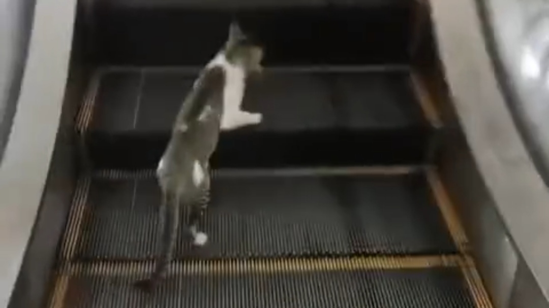 Momen Lucu Kucing Ini Naik Eskalator di Mall, Tetap Berusaha namun Akhirnya Menyerah Momen Lucu Kucing Ini Naik Eskalator di Mall, Tetap Berusaha namun Akhirnya Menyerah