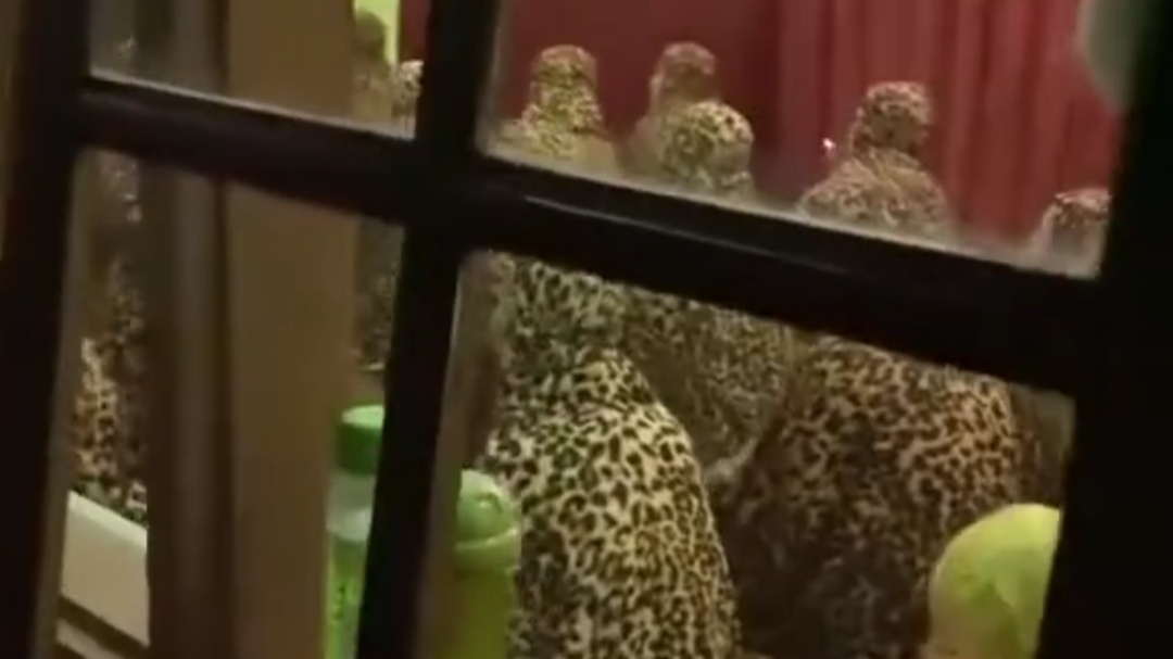 Momen Lucu Cowok Ini Kaget Saat Akan Salat Tarawih di Mushola, Ternyata Ada Banyak Macan Tutul Momen Lucu Cowok Ini Kaget Saat Akan Salat Tarawih di Mushola, Ternyata Ada Banyak Macan Tutul