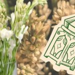 Identik dengan Lebaran, Bunga Sedap Malam Selalu Jadi Pilihan untuk Hias Rumah