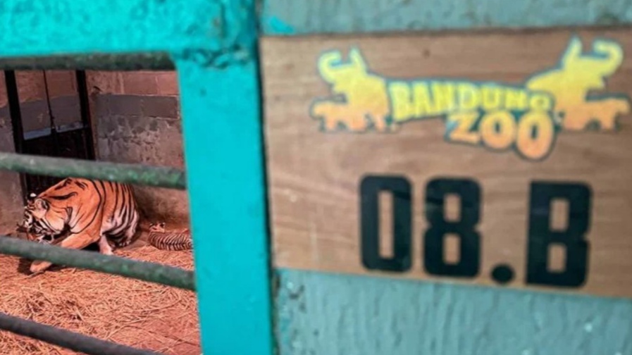 Bukan karena Kelalaian Petugas, Anak Harimau Benggala di Bandung Zoo yang Meninggal Dunia karena Virus Bukan karena Kelalaian Petugas, Anak Harimau Benggala di Bandung Zoo yang Meninggal Dunia karena Virus