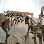8 Museum untuk Belajar Sejarah dan Budaya Lewat Wisata di Parijs van Java atau Kota Bandung