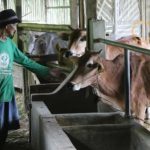 Sapi Pasundan, Sapi Kecil Asli Jawa Barat tetapi Dagingnya Lebih Banyak dari Sapi Impor