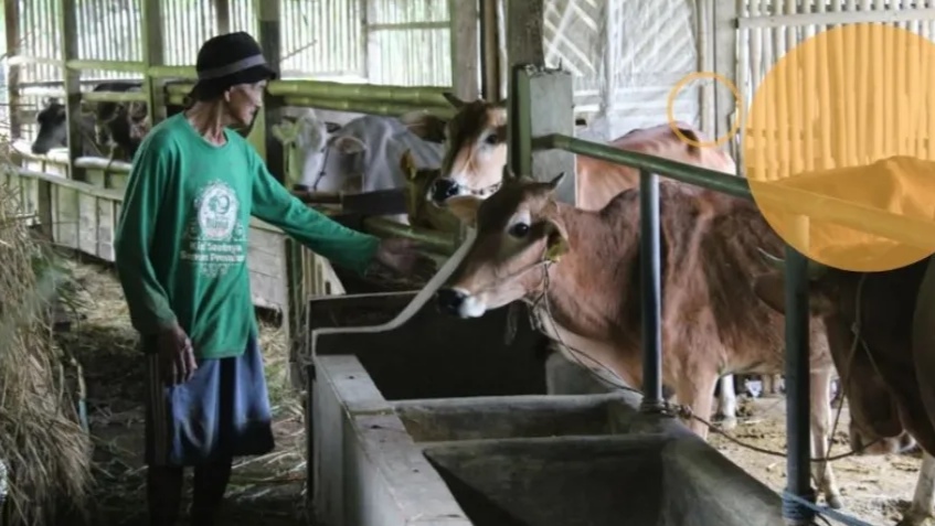 Sapi Pasundan, Sapi Kecil Asli Jawa Barat tetapi Dagingnya Lebih Banyak dari Sapi Impor Sapi Pasundan, Sapi Kecil Asli Jawa Barat tetapi Dagingnya Lebih Banyak dari Sapi Impor