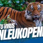 Apa Itu Virus Panleukopenia? Apakah Seberbahaya Itu?