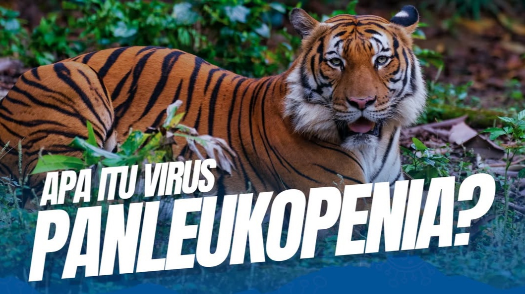 Apa Itu Virus Panleukopenia? Apakah Seberbahaya Itu? Apa Itu Virus Panleukopenia? Apakah Seberbahaya Itu?