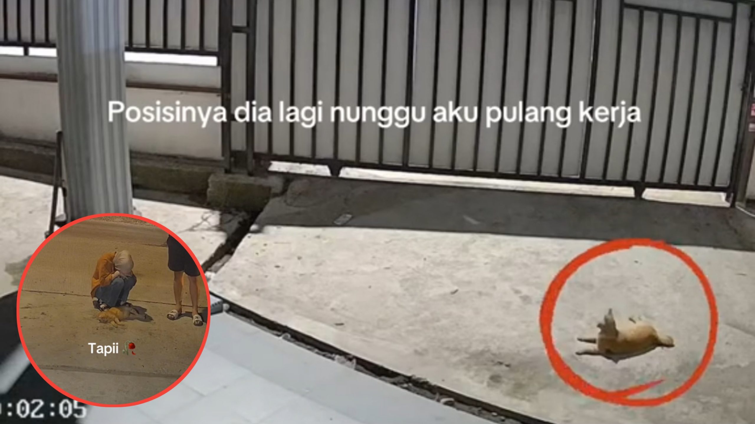 Disambut Saat Pulang Kerja, Cewek Ini Seketika Menangis Saat Lihat Kucingnya Ditabrak Mobil (TikTok/@hilily9)