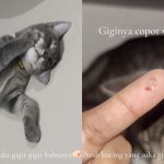 Karena Sering Jahil, Kucing ini Alami Sakit Gigi hingga Copot Usai Gigit Pemiliknya