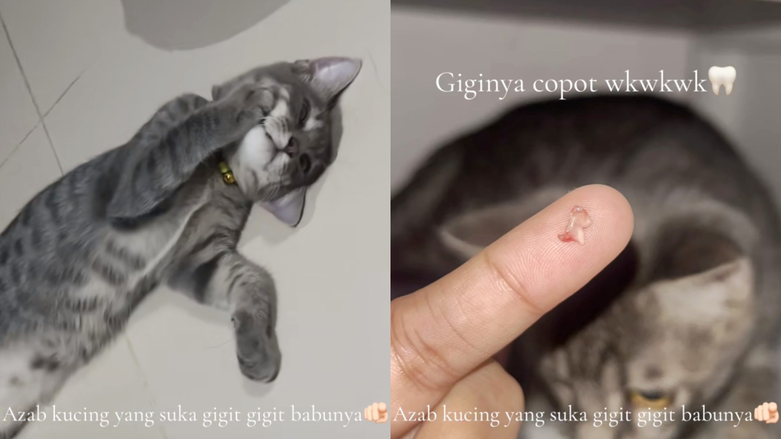 Karena Sering Jahil, Kucing ini Alami Sakit Gigi hingga Copot Usai Gigit Pemiliknya (TikTok/@pidipohh)
