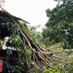 Korban Tewas Tertimpa Pohon Tumbang Akibat Cuaca Ekstrem, Pemkot Bandung Beri Santunan Rp 50 Juta
