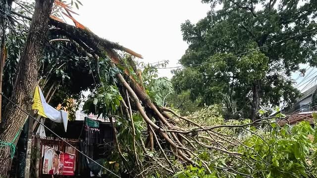 Korban Tewas Tertimpa Pohon Tumbang Akibat Cuaca Ekstrem, Pemkot Bandung Beri Santunan Rp 50 Juta