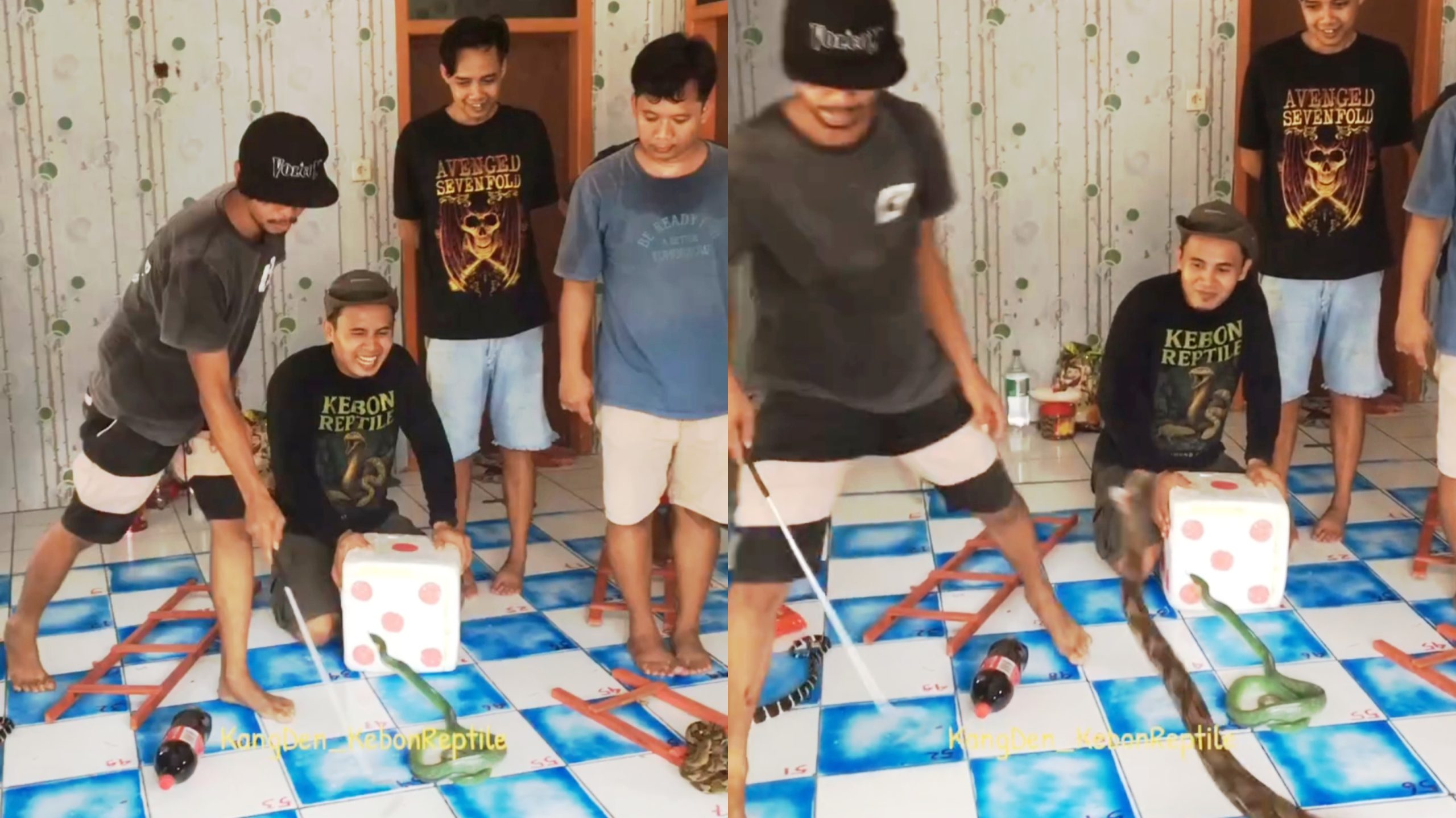Momen Ketika Bapak-bapak ini Bermain Ular Tangga, tetapi Pakai Ular Asli dan Tidak Takut Dipatok (Instagram/@kangden_kebonreptile)