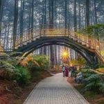 5 Hutan Pinus di Bandung ini Bikin Lupa sama Hiruk-pikuk Ramainya Kota