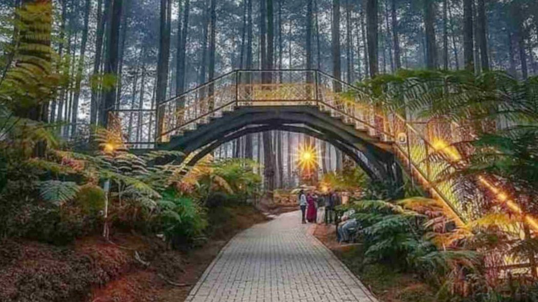5 Hutan Pinus di Bandung ini Bikin Lupa sama Hiruk-pikuk Ramainya Kota 5 Hutan Pinus di Bandung ini Bikin Lupa sama Hiruk-pikuk Ramainya Kota