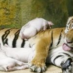 6 Hewan yang Punya Sifat Empati Layaknya Manusia dan Melampaui Naluri Dasar