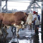 Jelang Hari Raya Iduladha 2026, 184 Petugas Periksa Hewan Kurban di Kota Bandung Dikerahkan