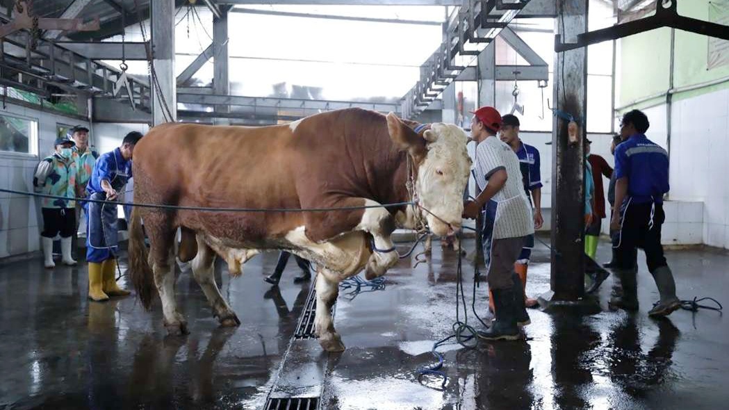 Jelang Hari Raya Iduladha 2026, 184 Petugas Periksa Hewan Kurban di Kota Bandung Dikerahkan Jelang Hari Raya Iduladha 2026, 184 Petugas Periksa Hewan Kurban di Kota Bandung Dikerahkan