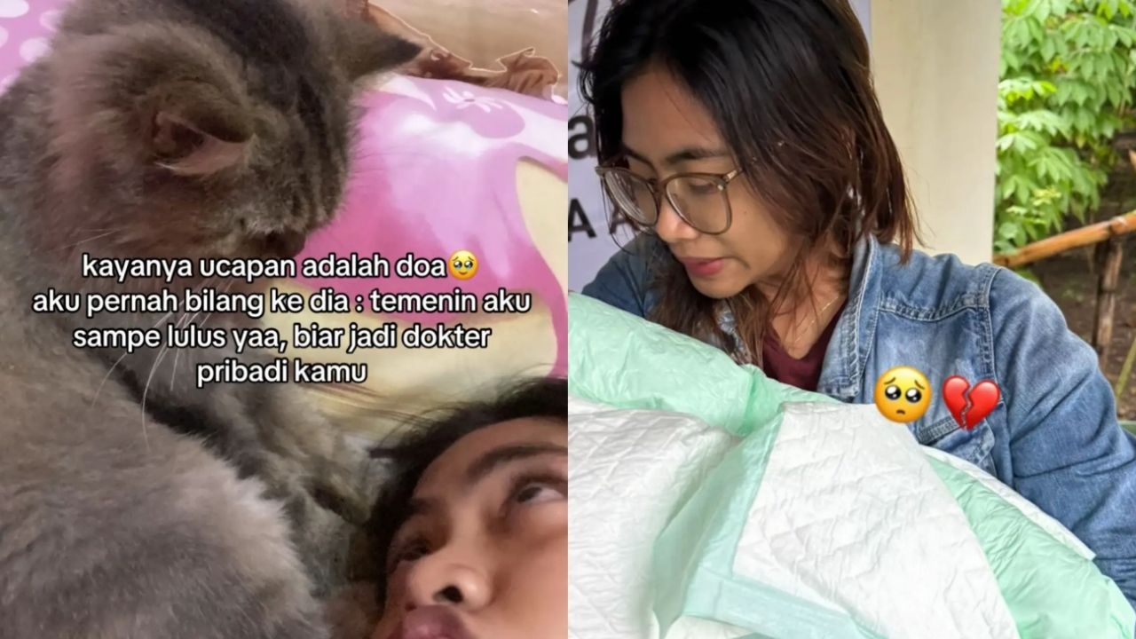 Momen Haru Kucing ini Temani Pemiliknya selama 13 Tahun sampai Lulus jadi Dokter Hewan tetapi Endingnya Justru Bikin Sedih Momen Haru Kucing ini Temani Pemiliknya selama 13 Tahun sampai Lulus jadi Dokter Hewan tetapi Endingnya Justru Bikin Sedih